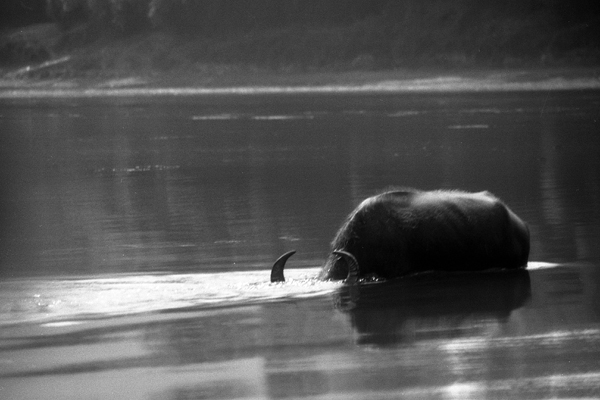 Buffle sous l'eau  01 c. Patrick Vianès 2006